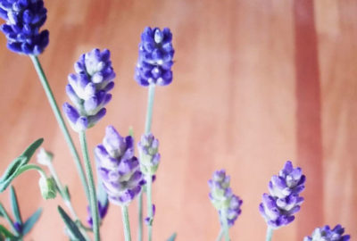 lavanda